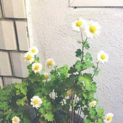 追不上我吧手机版下载